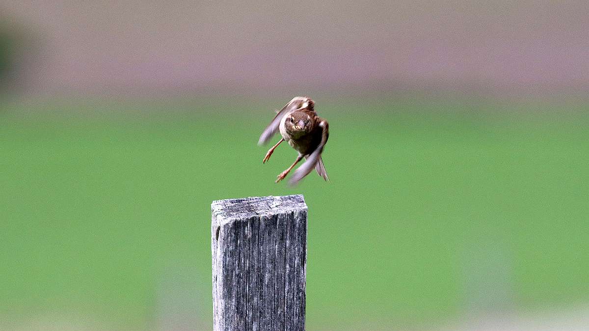 IMG_8868a