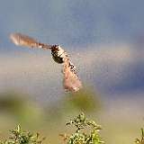 IMG_9063a