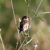 Cisticole des roseaux