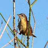 IMG_6193a