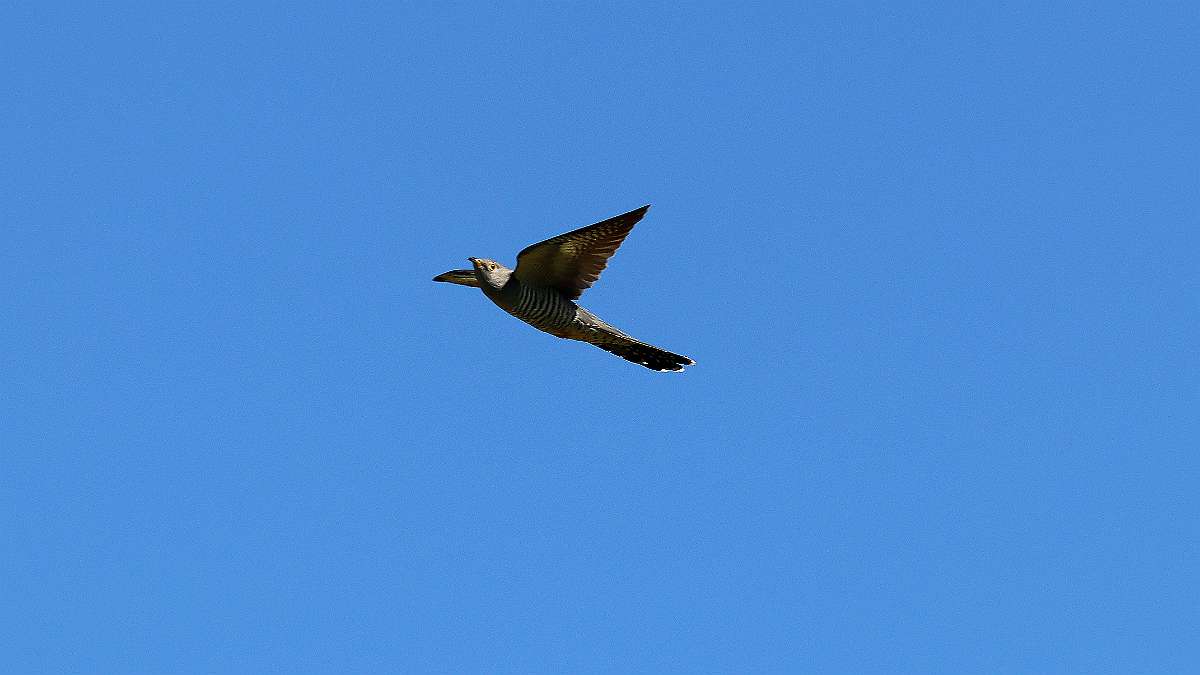 IMG_0216a