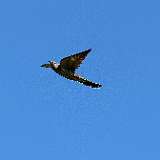 IMG_0216a