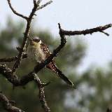 IMG_0600a