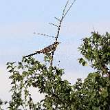IMG_1009a