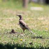 IMG_0542a