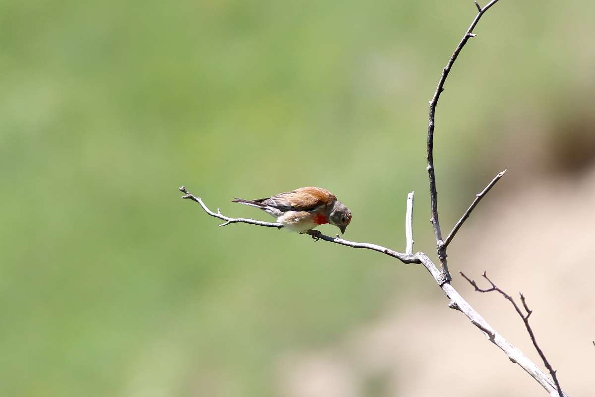 IMG_2378a