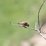 IMG_2378a