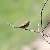 IMG_2379a