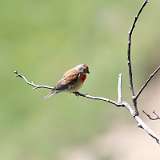 IMG_2380a