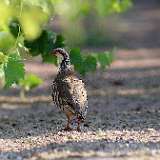 IMG_0980a