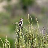 IMG_1813a