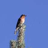 IMG_0909a