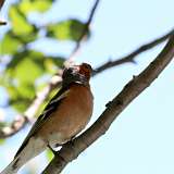 IMG_2423a