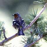 IMG_9883a