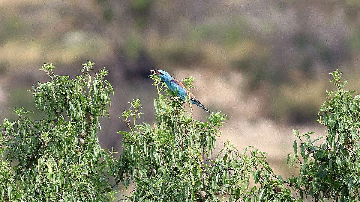IMG_9234a