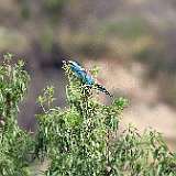 IMG_9234a