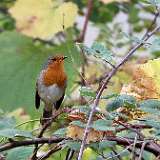 IMG_9637a