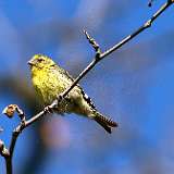 Serin cini