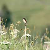 IMG_2194a