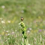 IMG_2202a