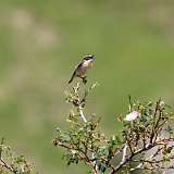 IMG_2262a