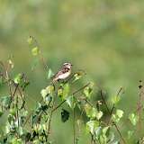 IMG_2295a