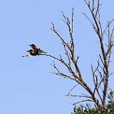 IMG_0382a