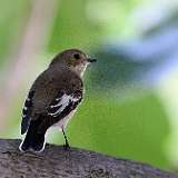 IMG_1113a
