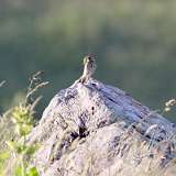IMG_2173a