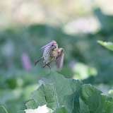 IMG_2225a