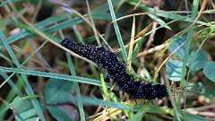 IMG_0060a