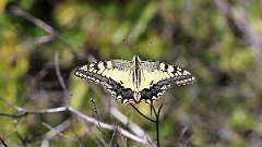 IMG_0297a