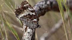 IMG_0320a
