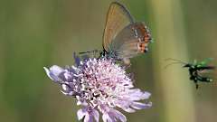 IMG_0738a