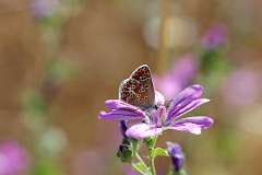 IMG_0764aa