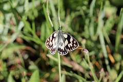 IMG_0806a
