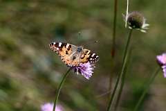 IMG_0822a