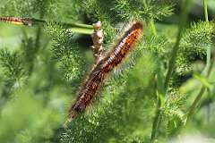 IMG_0843a