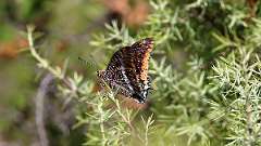 IMG_1098a