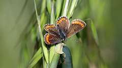 IMG_6234a