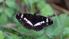 IMG_8811a