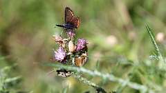 IMG_9698a