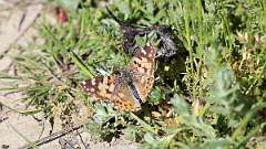 IMG_9699a